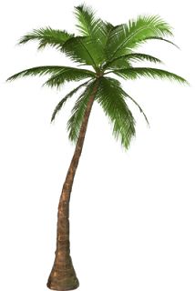 1000+ images about Trees PNG