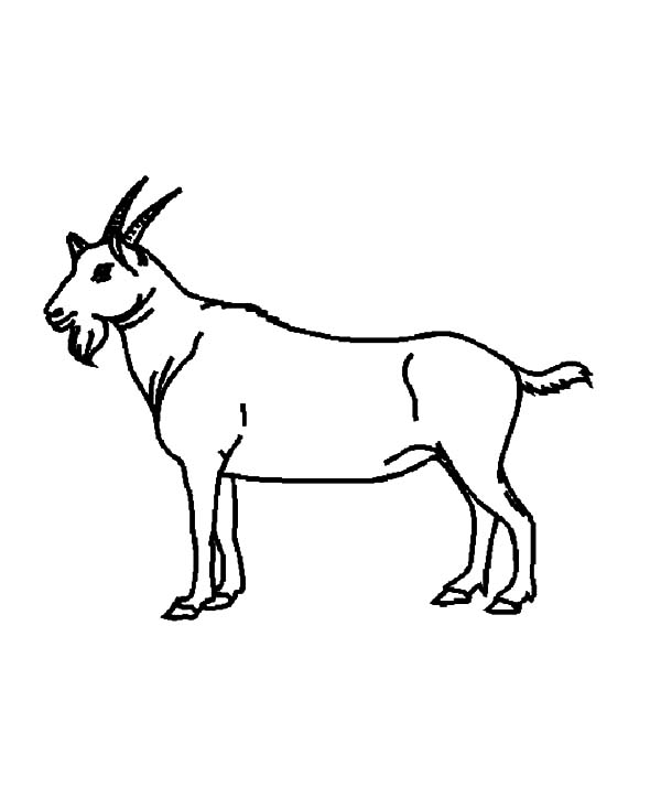 Drawing Goat Coloring Pages | Color Luna