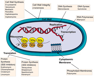 Essential Biochemistry