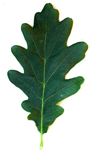 Oak | Woodlands.