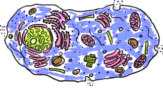 Prentice Hall 3 Cell Processes and Energy