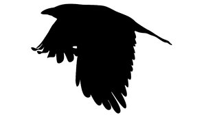 Free stock photos - Rgbstock - free stock images | Silhouette Crow ...