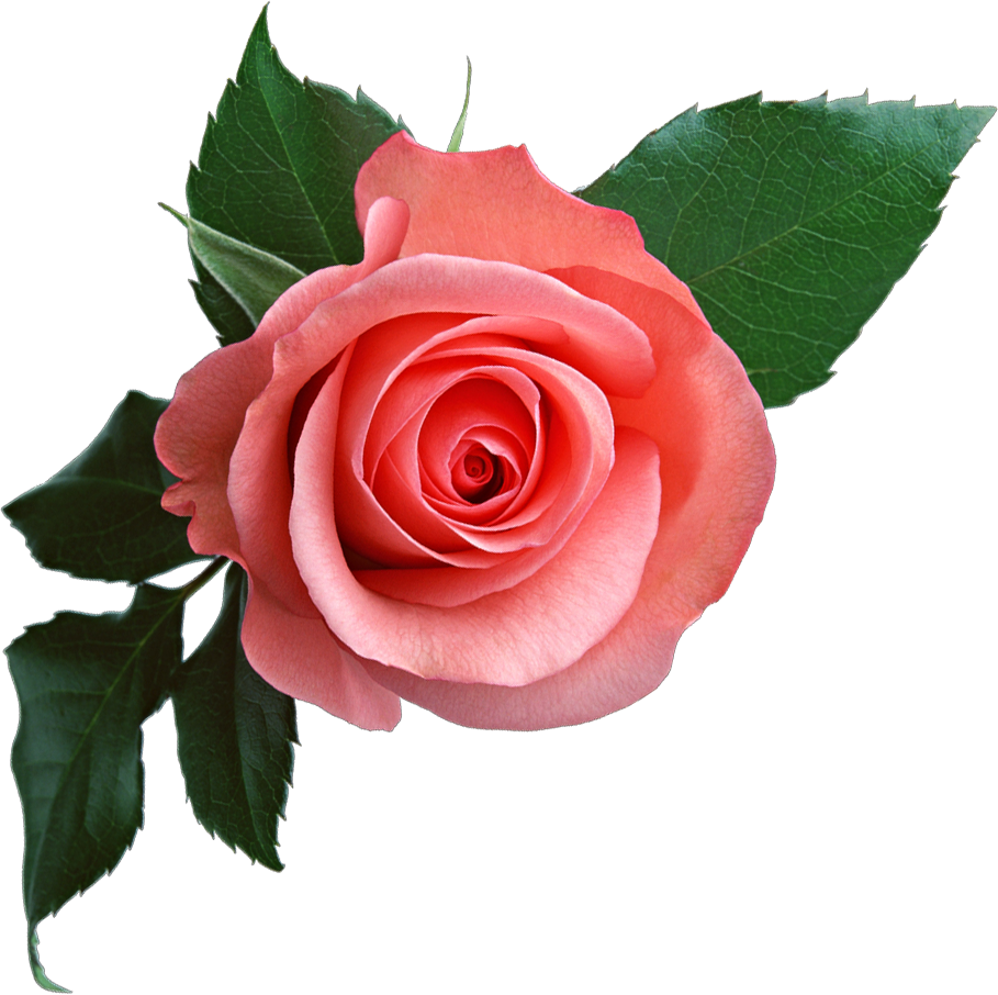 Rose PNG flower images, free download