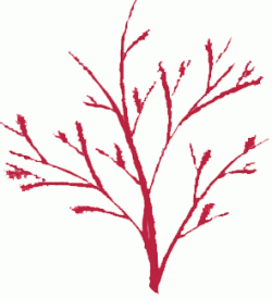 Make a Wishing Tree