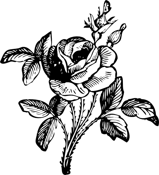 Rose clip art Free Vector