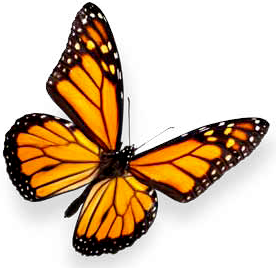 Flying Butterflies Png - ClipArt Best