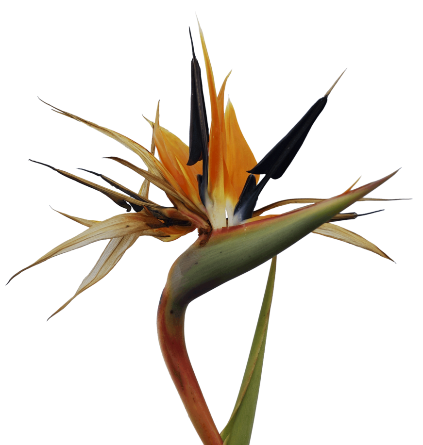 Bird Of Paradise Clip Art - ClipArt Best