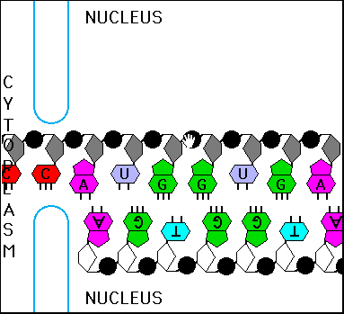 Hands On Genetics: Programs: Molec