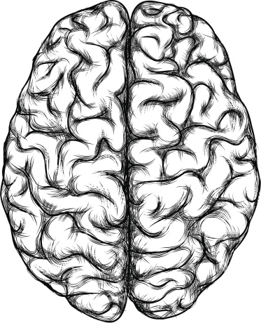 Top View Of Brain Clip Art, Vector Images & Illustrations