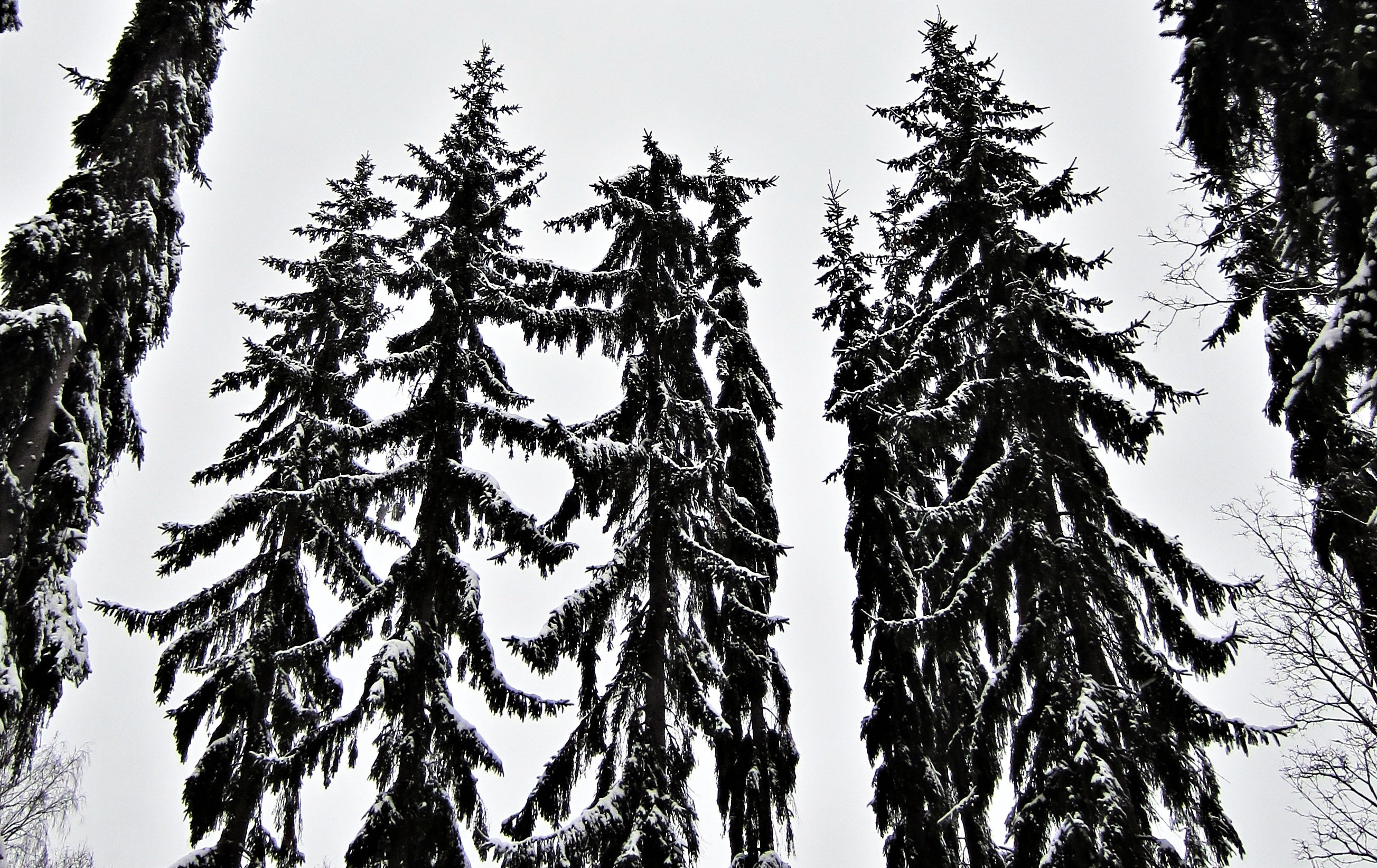 Galleries Related: Pine Tree Silhouette ,