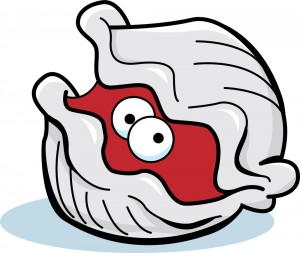 Secrets of the clam tongue: a case study in opportunistic science ...