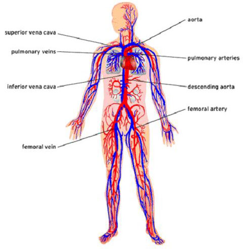 Circulatory System Diagram Unlabeled