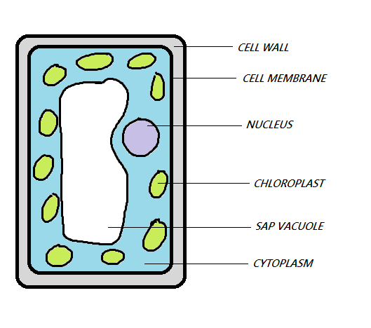 Plant and animal cells | Free Exam Academy