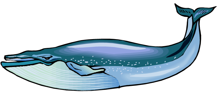 Whale clipart png - ClipartFox