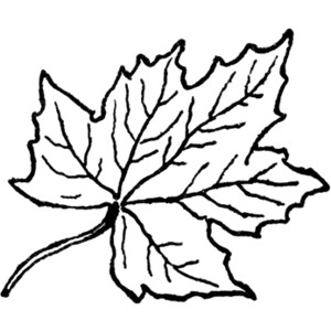 Maple Leaves Clip Art - Free Clipart Images