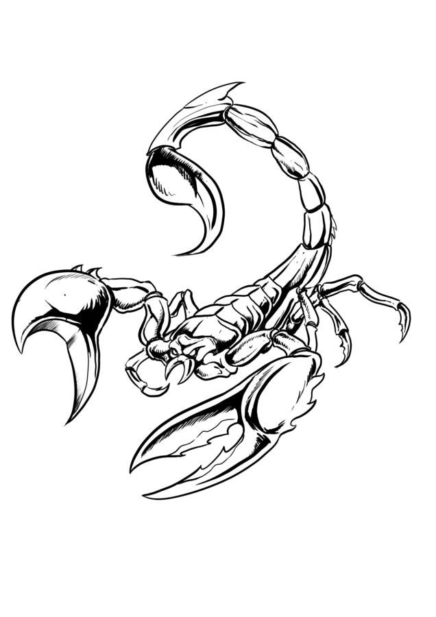 1000+ images about scorpio