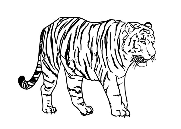 16 Line Art PSD Tiger DeviantART Images - Transparent Tiger Line ...