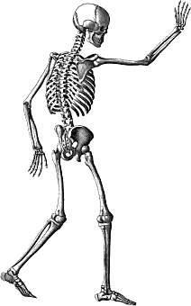 Free Skeleton Clipart - Public Domain Halloween clip art, images ...