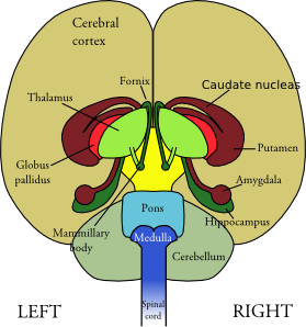 Brain clip art - vector clip art online, royalty free & public domain
