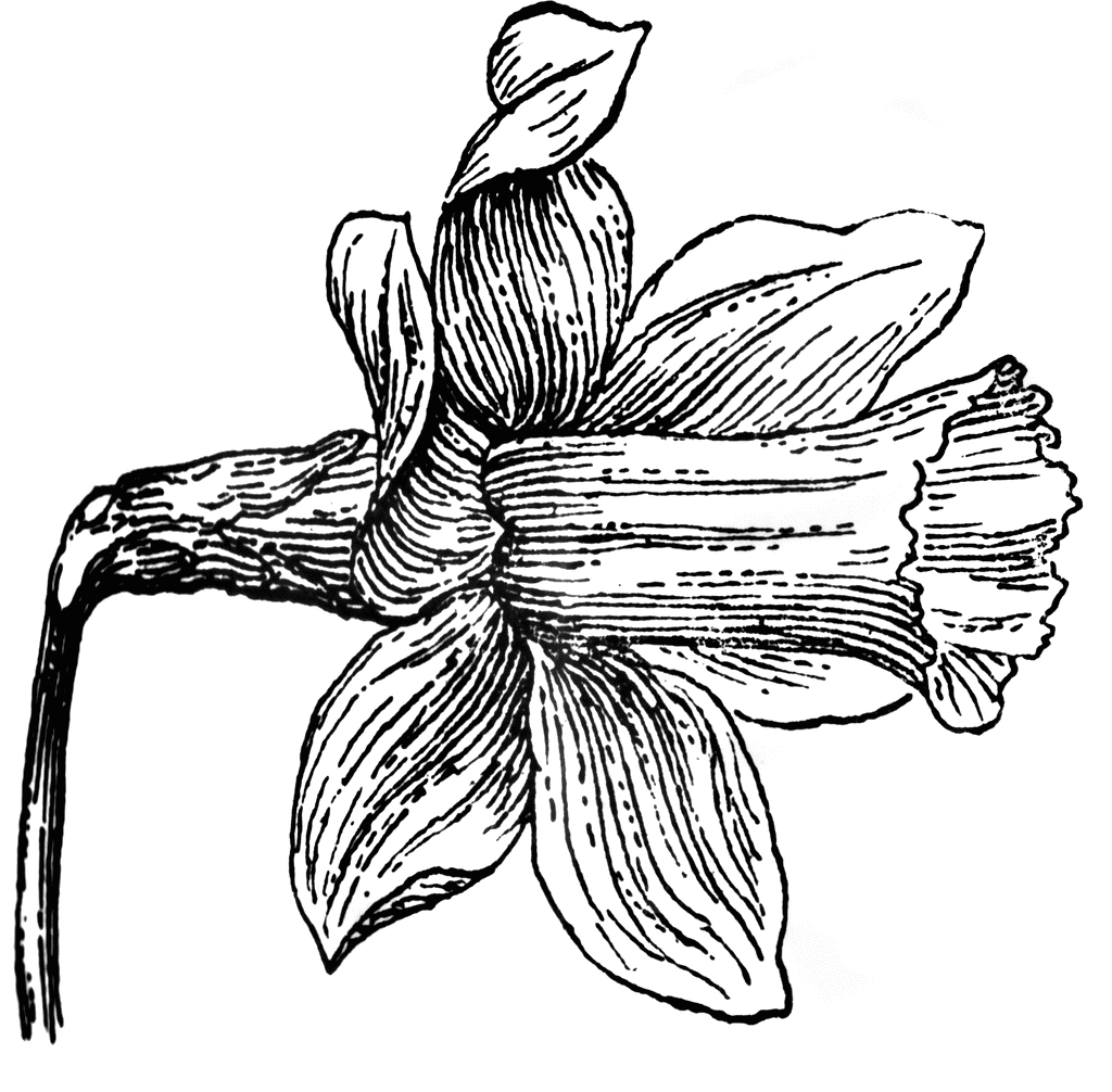 Daffodil Flower | ClipArt ETC