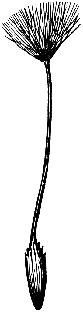 Dandelion | ClipArt ETC