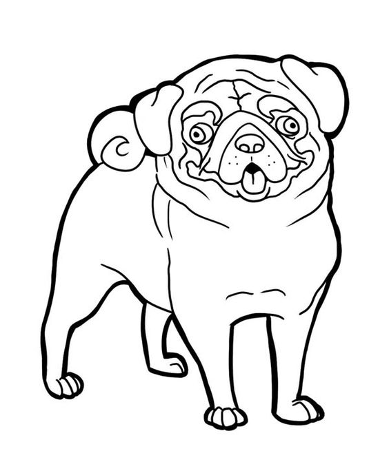 Coloring, Pug and Funny faces