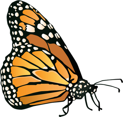 Butterfly Illustration | Free Download Clip Art | Free Clip Art ...