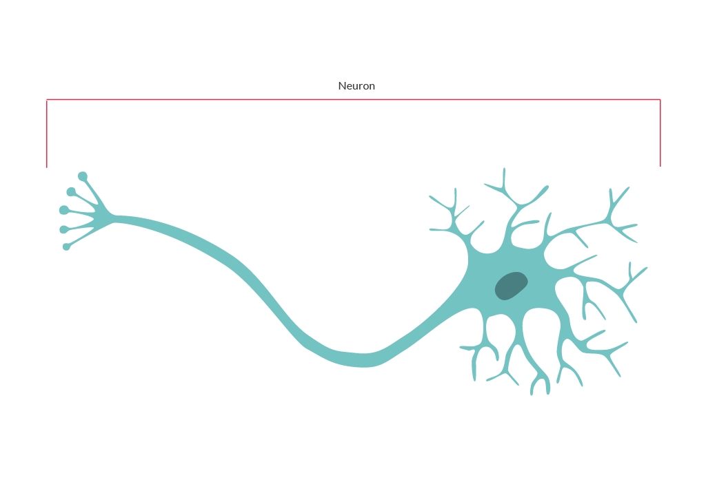 Brain cells | The Brain Tumour Charity