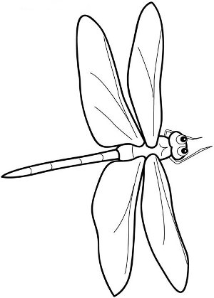 Ara's Dragonflies