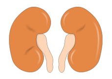 kidney_reins_thumb