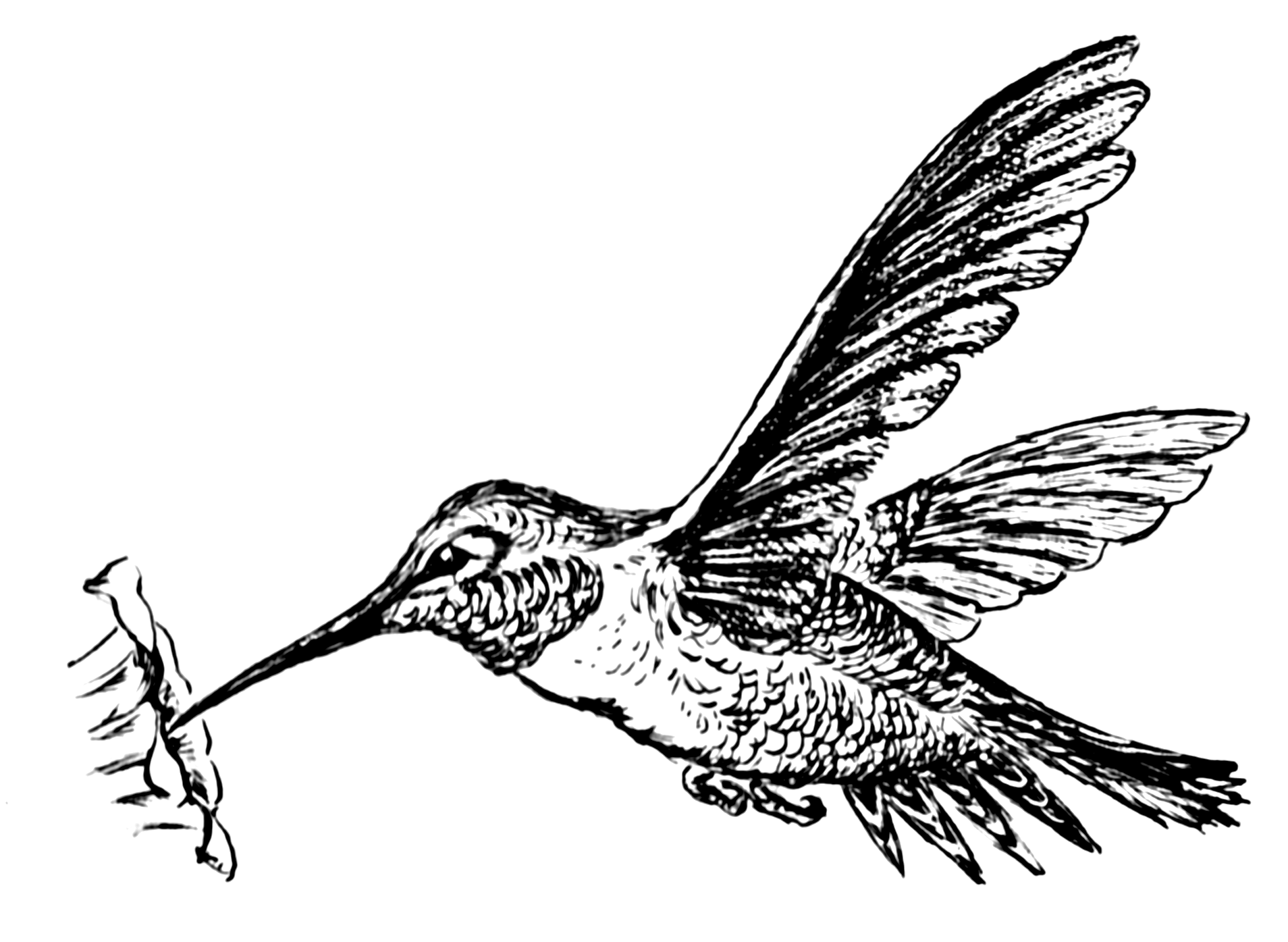 Hummingbird (PSF).png