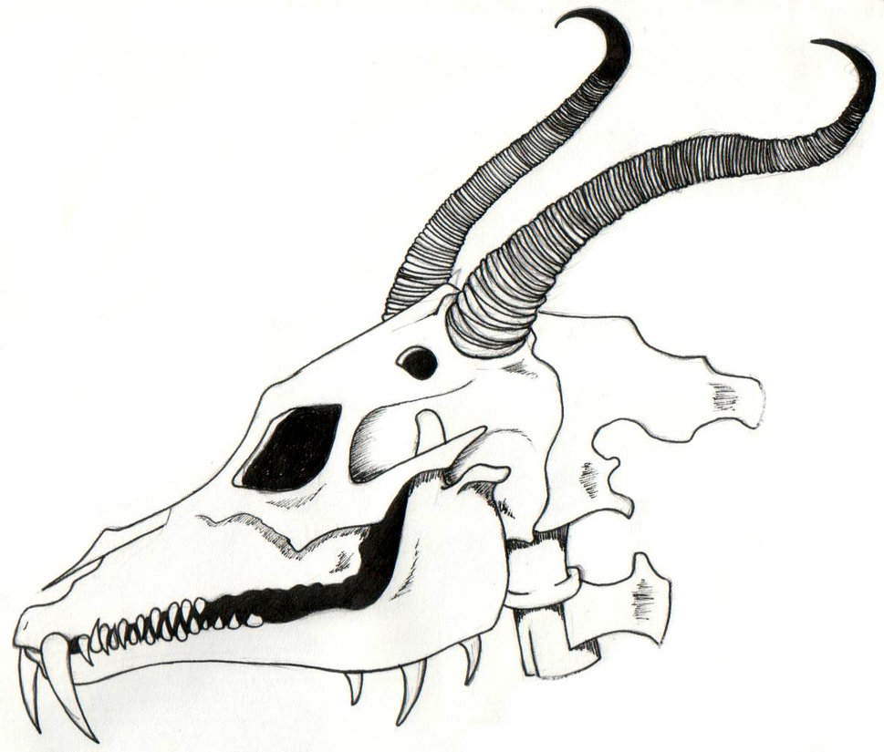 Skull Line Drawings