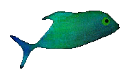 Fish Clip Art - Free Fish Clip Art - Hawaiian and Tropical Fish ...