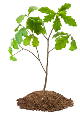 National Arbor Day: 5 Reasons to Love Trees | Mambo Sprouts ...