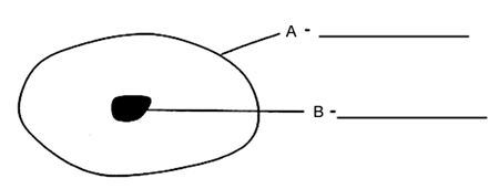 Unlabeled Animal Cell