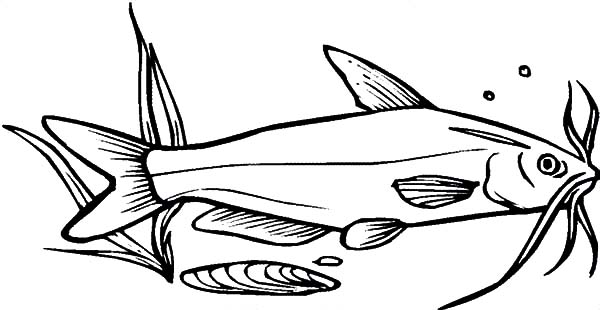 Catfish Coloring Pages | Best Place to Color