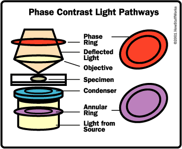 DIAGRAM OF LIGHT MICROSCOPE Â« Optics & Binoculars