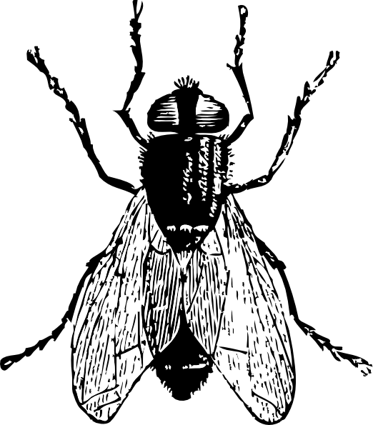 Insect Clipart Black And White - Free Clipart Images