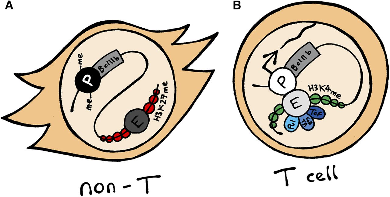Long-range control of T-cell development | Blood Journal
