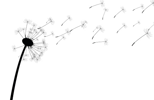 Dandelion Seed Clip Art, Vector Images & Illustrations