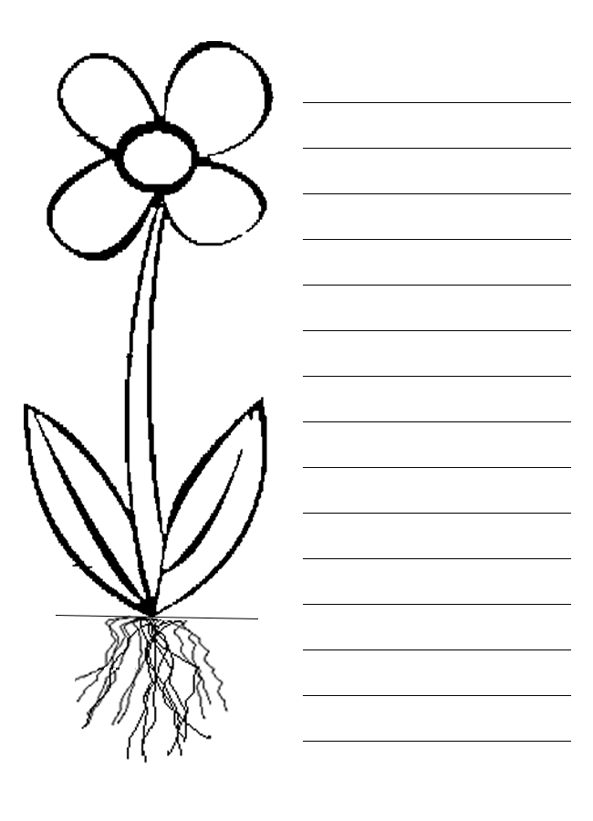Parts Of A Plant For Kids - Free Clipart Images