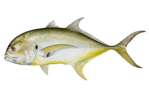 Fish and Species