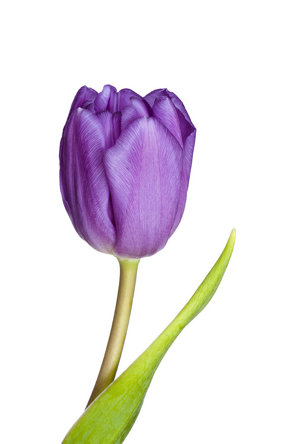 Single Purple Tulip
