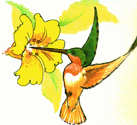 Free hummingbird clip art free clipart images - Clipartix