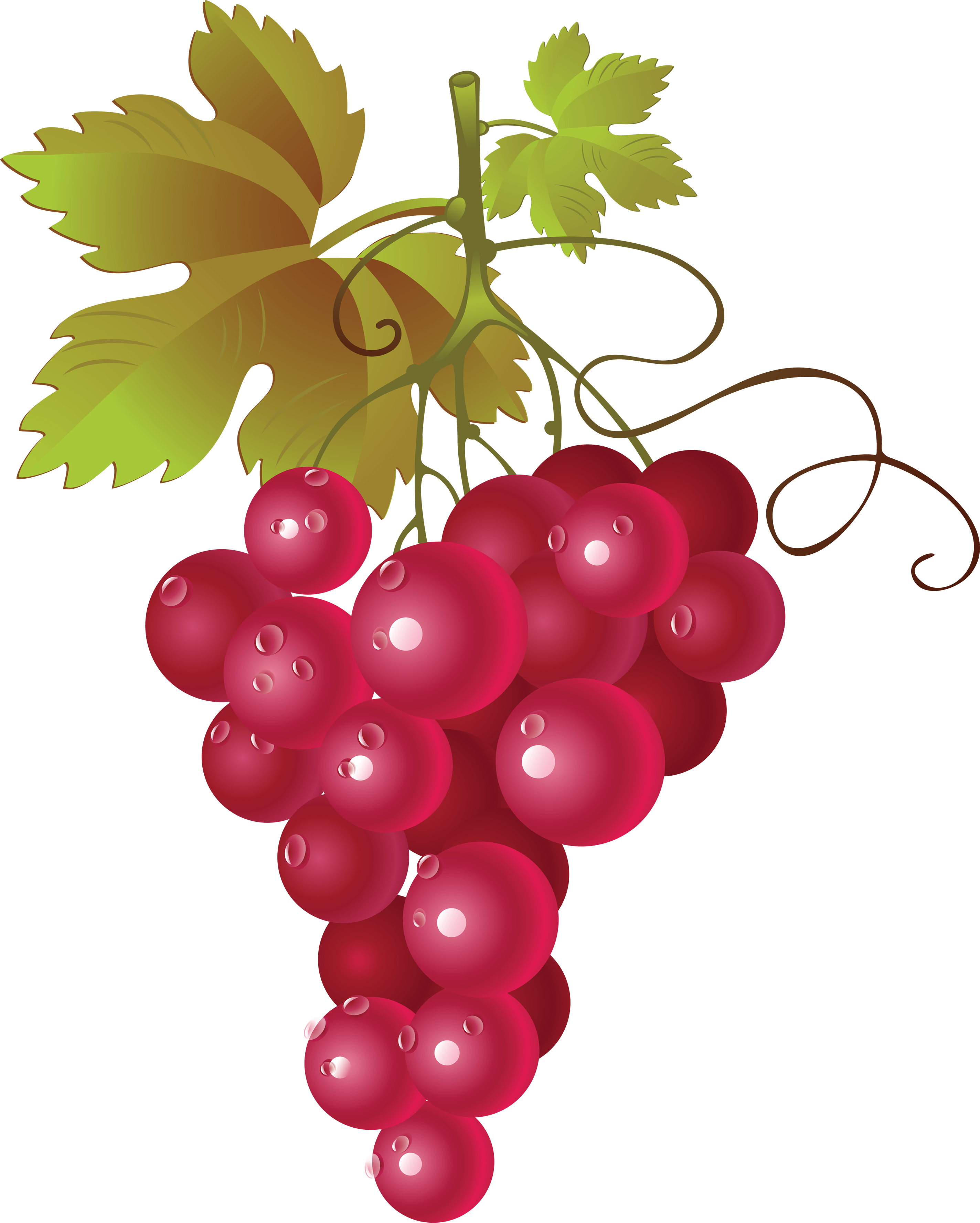Isolated Photos of grapevine | Search Keyword of grapevine