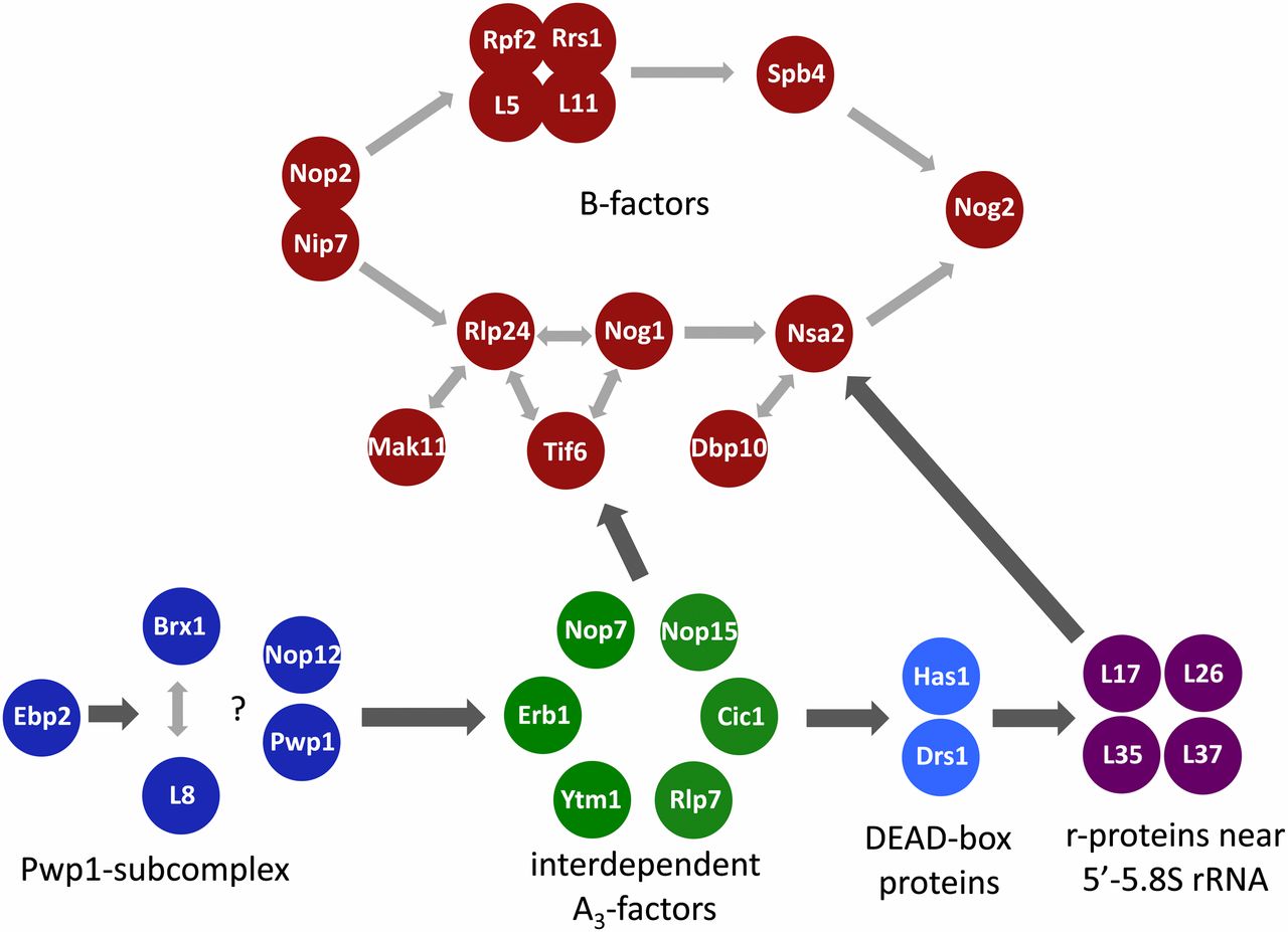 Ribosome Biogenesis in the Yeast Saccharomyces cerevisiae | Genetics