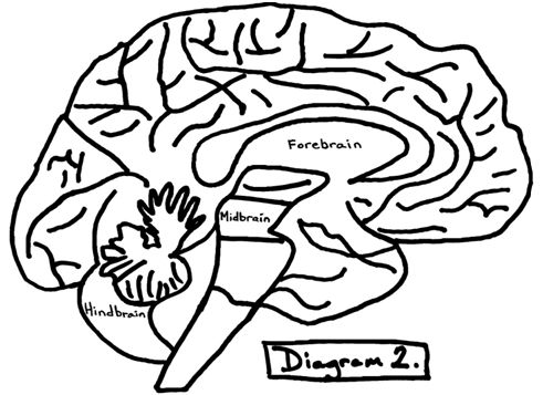 Fill In The Blank Brain Diagrams - ClipArt Best