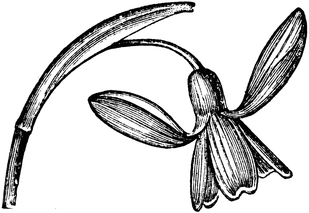 Snowdrop | ClipArt ETC