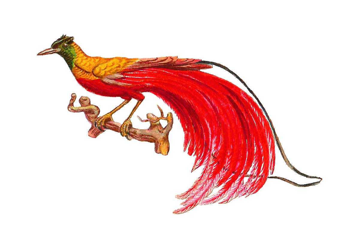 Bird of Paradise Clip Art – Clipart Free Download