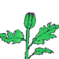 Flower Animation Pictures, Images & Photos | Photobucket